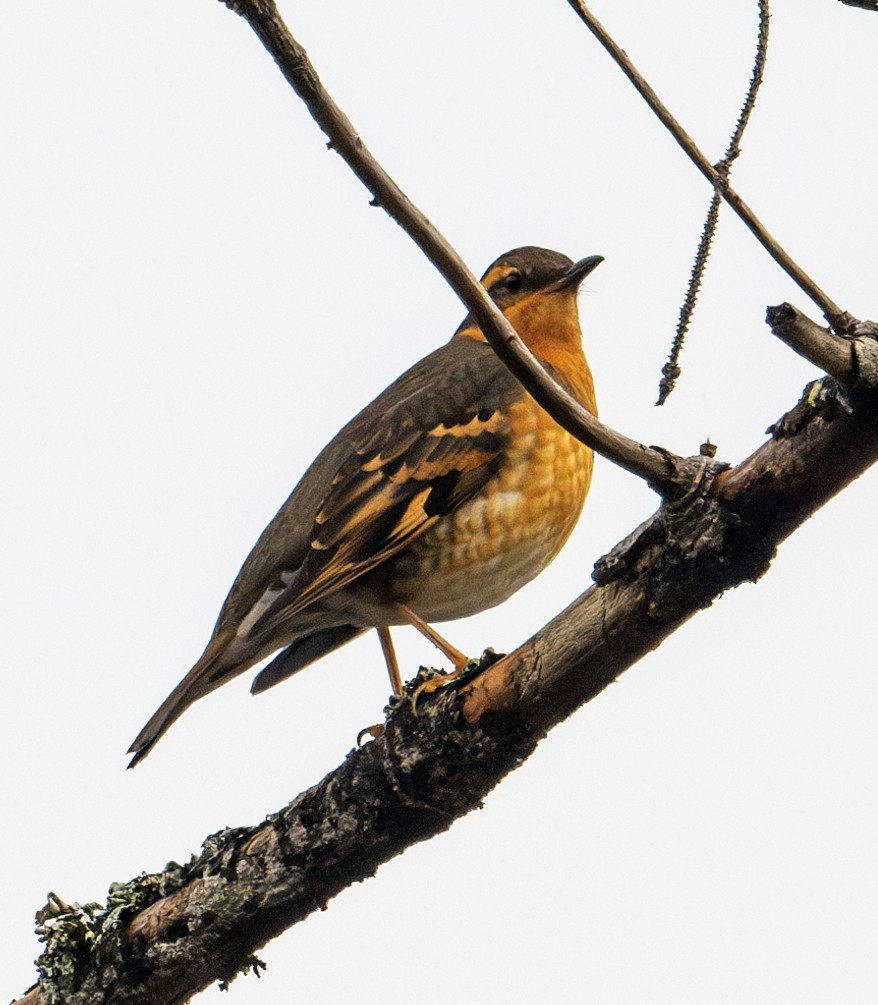 Varied Thrush - ML612752343