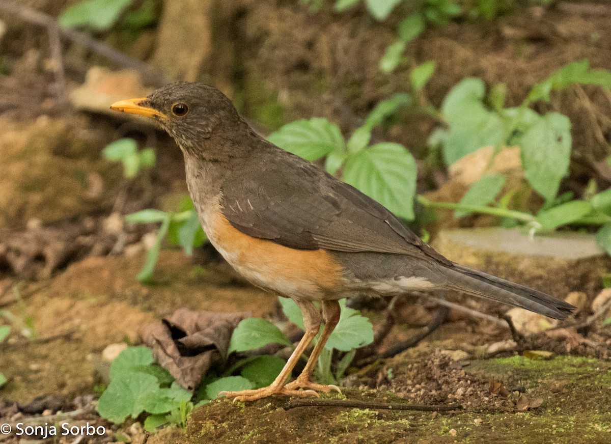 African Thrush - ML612752431