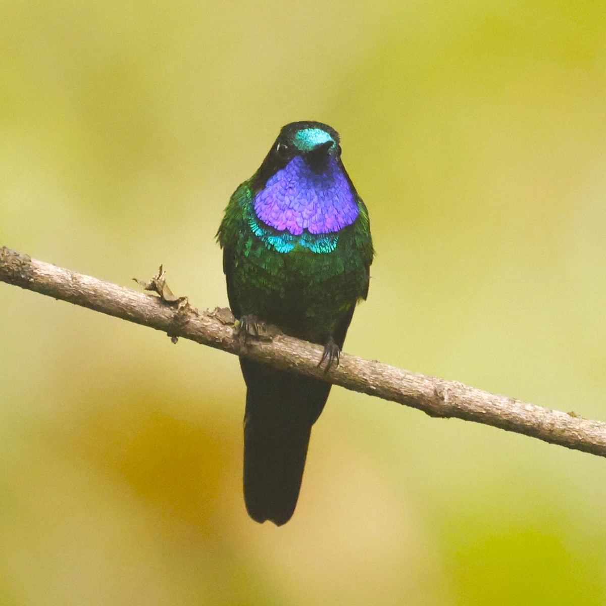 フジノドテンシハチドリ（splendidus／pyropus） - ML612752595