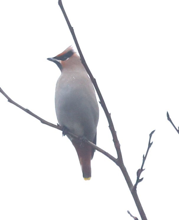 Bohemian Waxwing - ML612752655