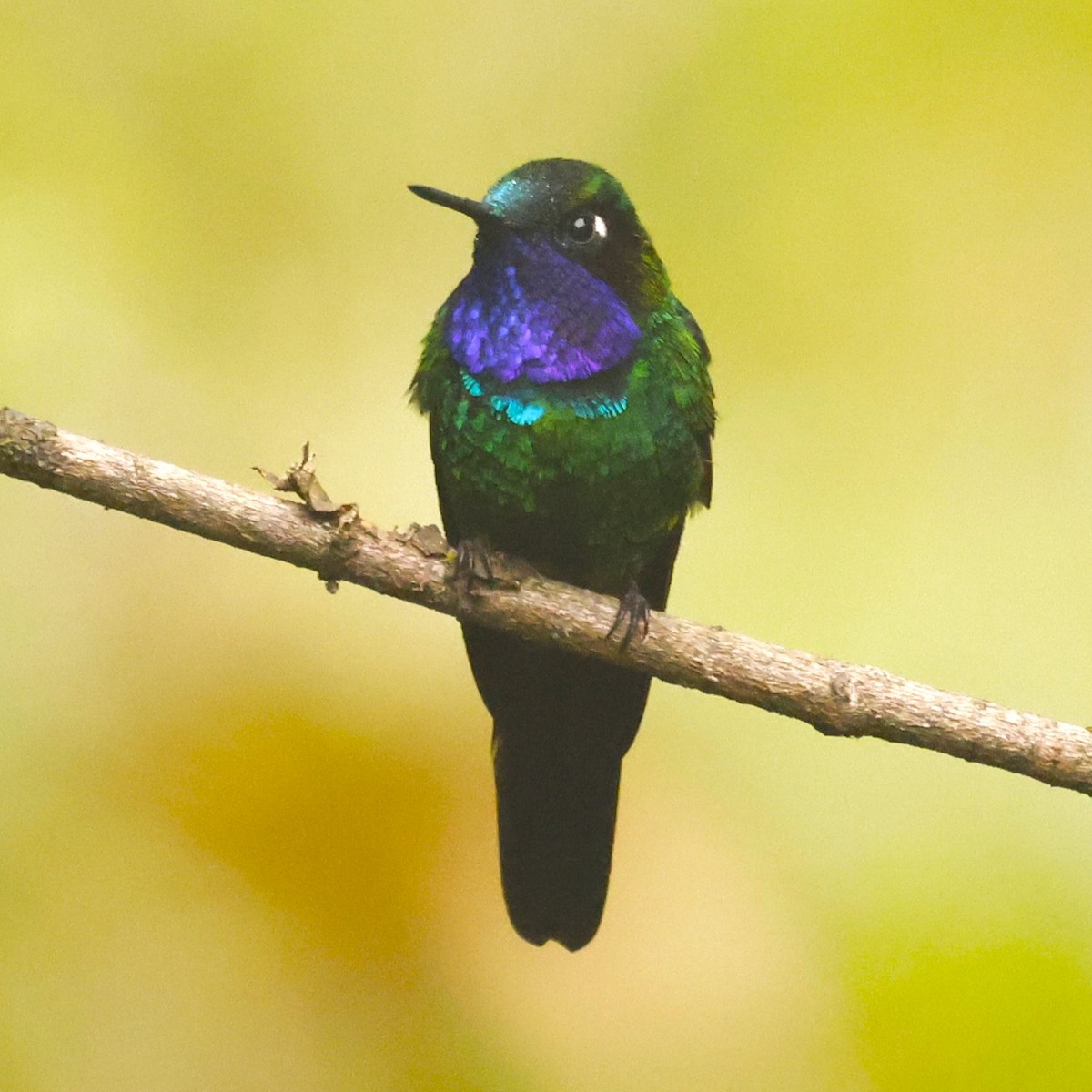 Purple-throated Sunangel (Brilliant) - John Mills