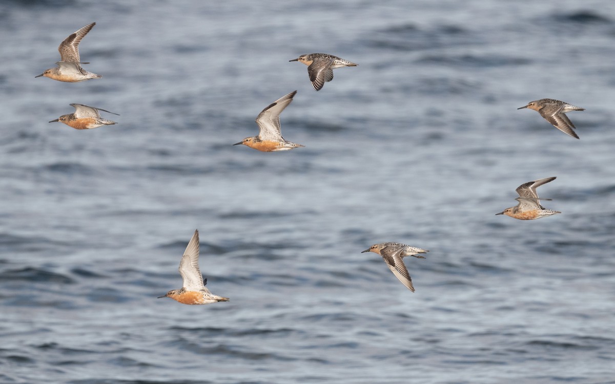 Red Knot - Emmanuel Naudot