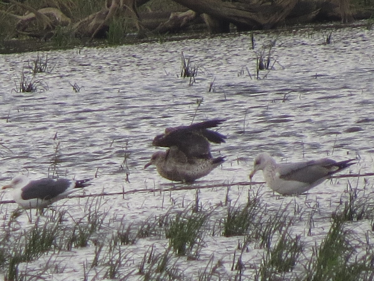 Yellow-legged/Lesser Black-backed Gull - ML612752896