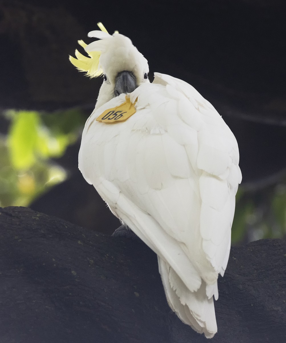 Sulphur-crested Cockatoo - ML612752987