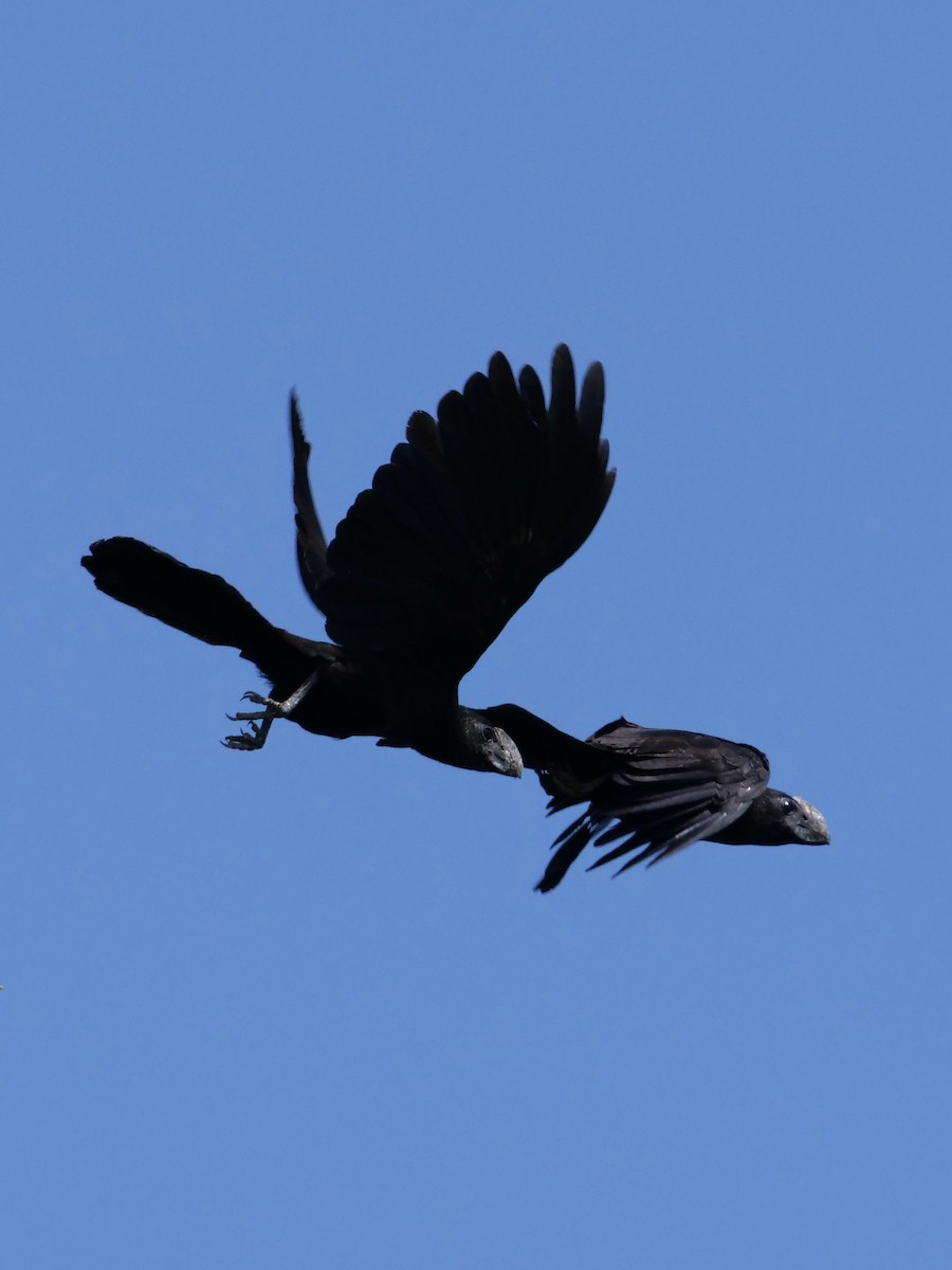 Smooth-billed Ani - ML612753041