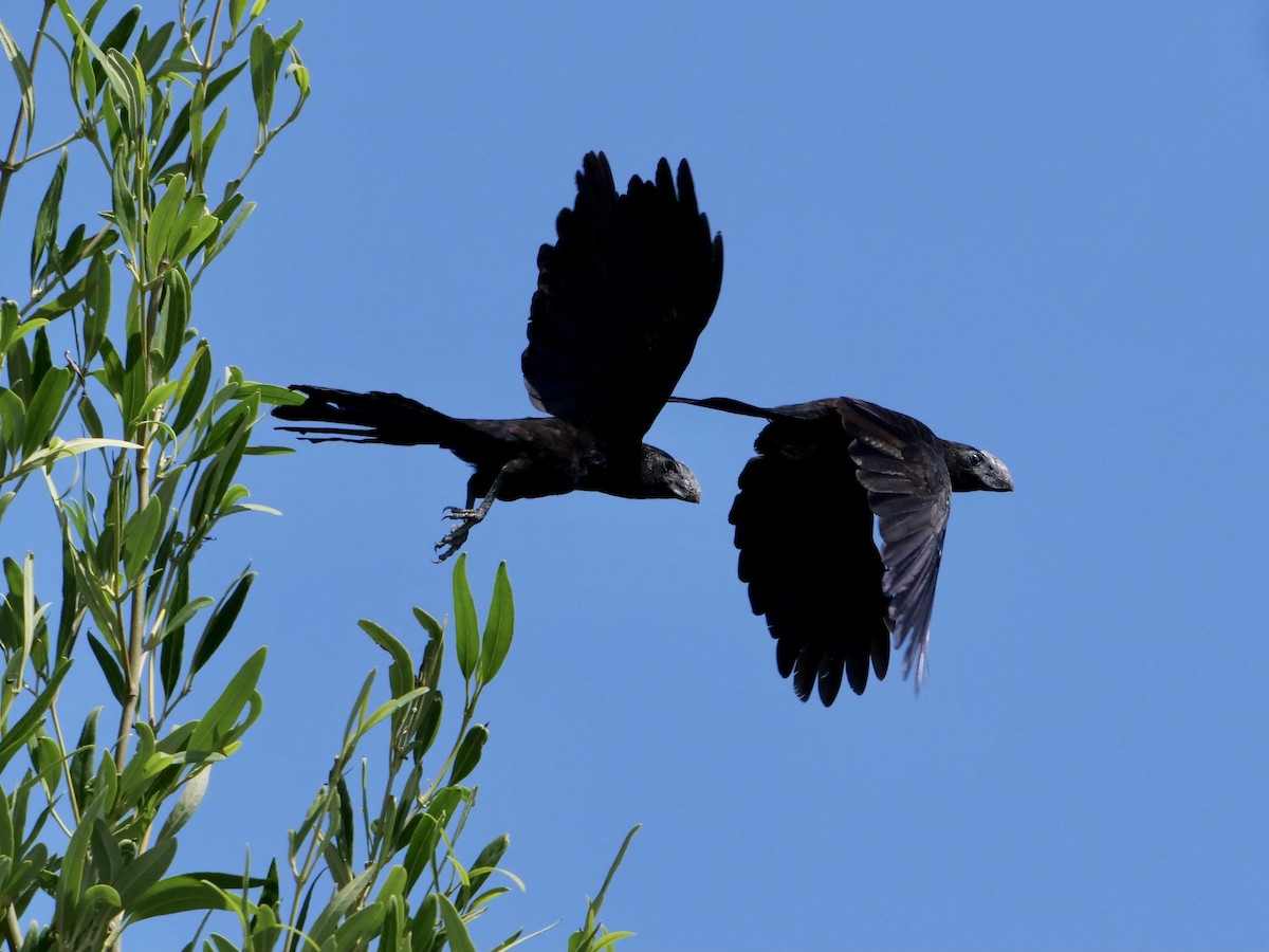 Smooth-billed Ani - ML612753042