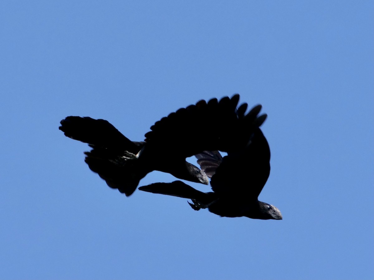 Smooth-billed Ani - ML612753043