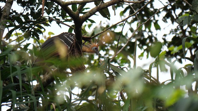 hoatzin - ML612753076