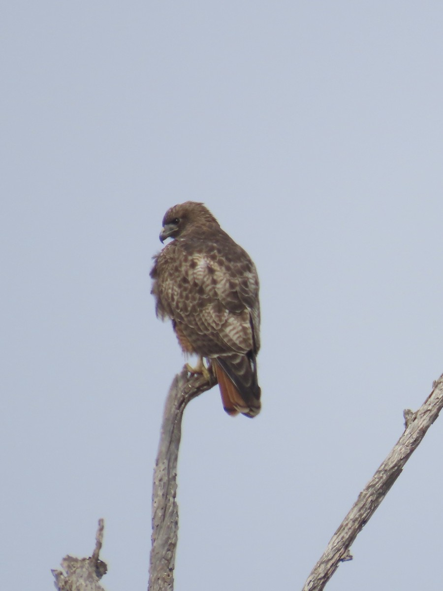 Red-tailed Hawk - ML612753093