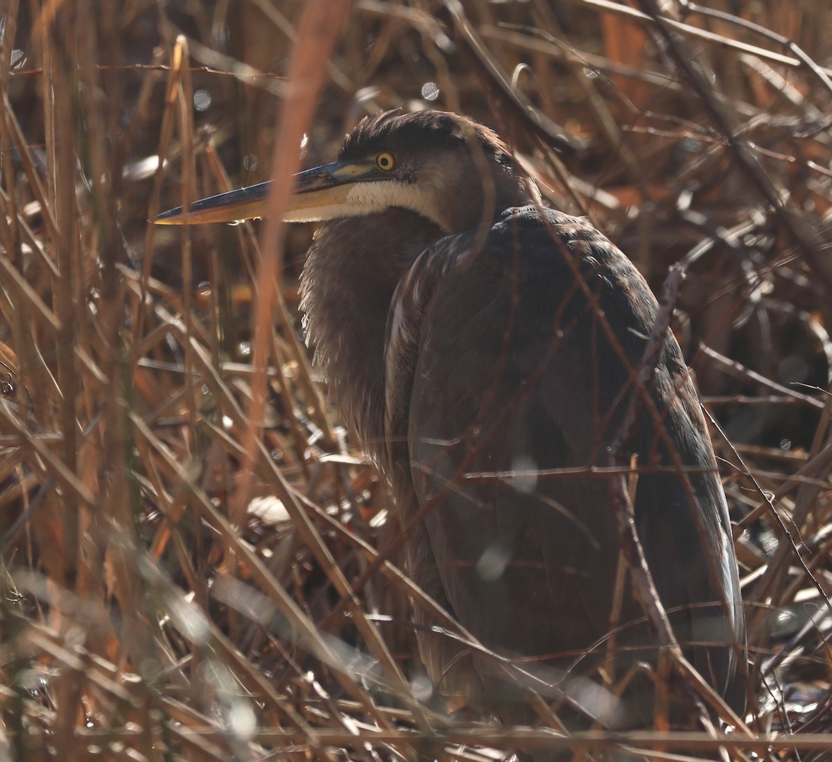 Great Blue Heron - ML612753102
