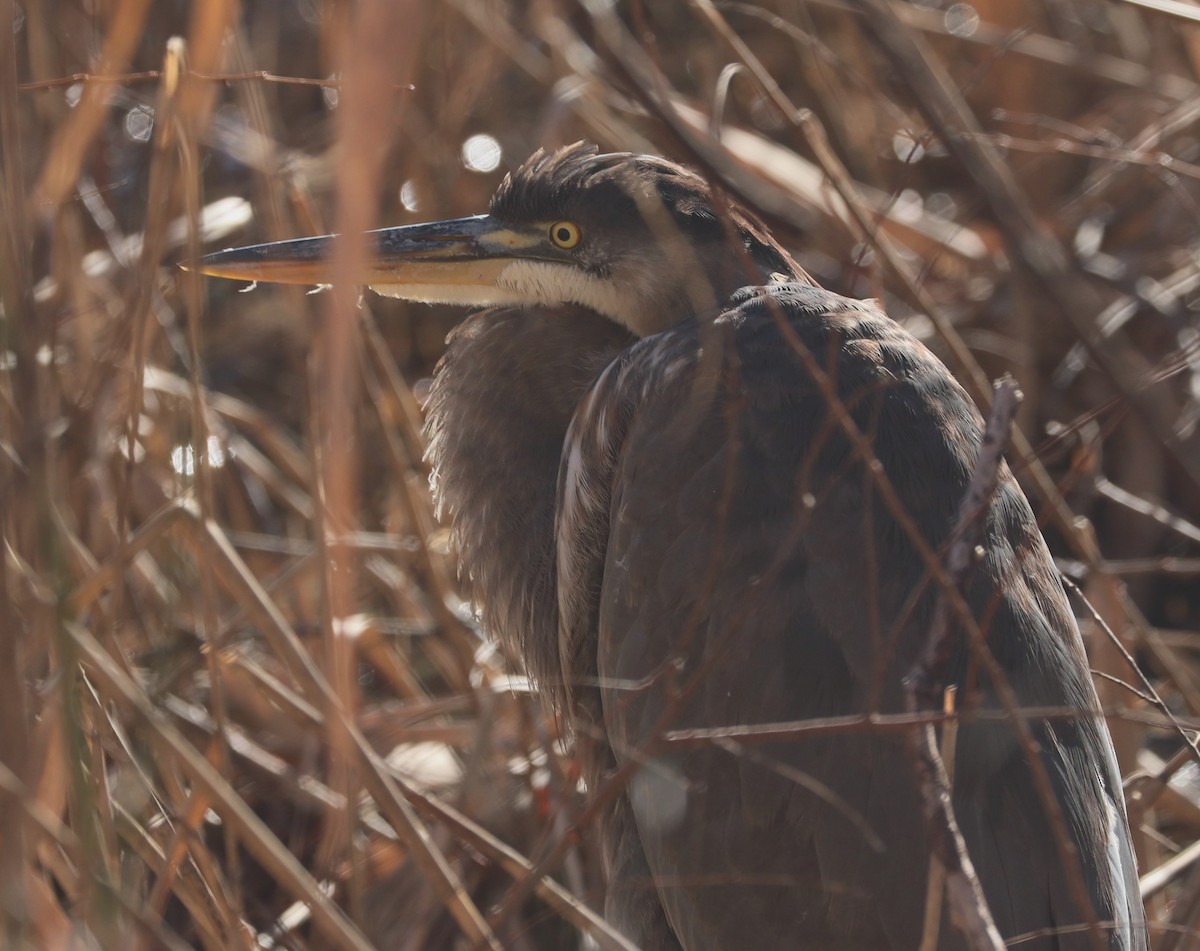 Great Blue Heron - ML612753115