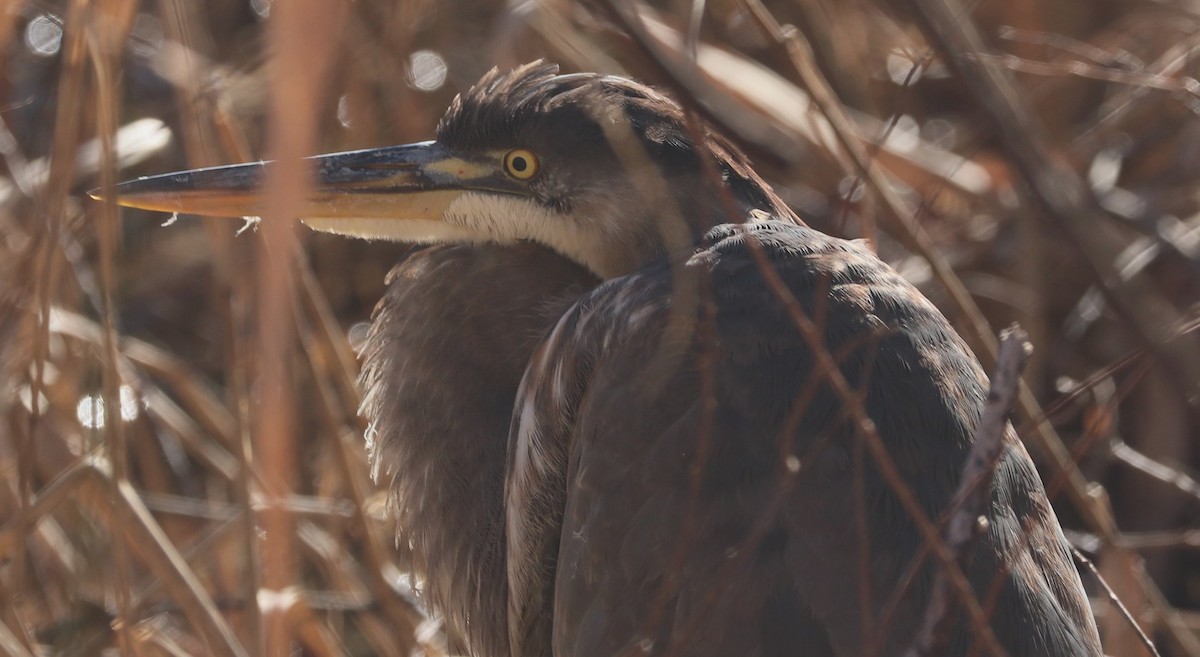 Great Blue Heron - ML612753130