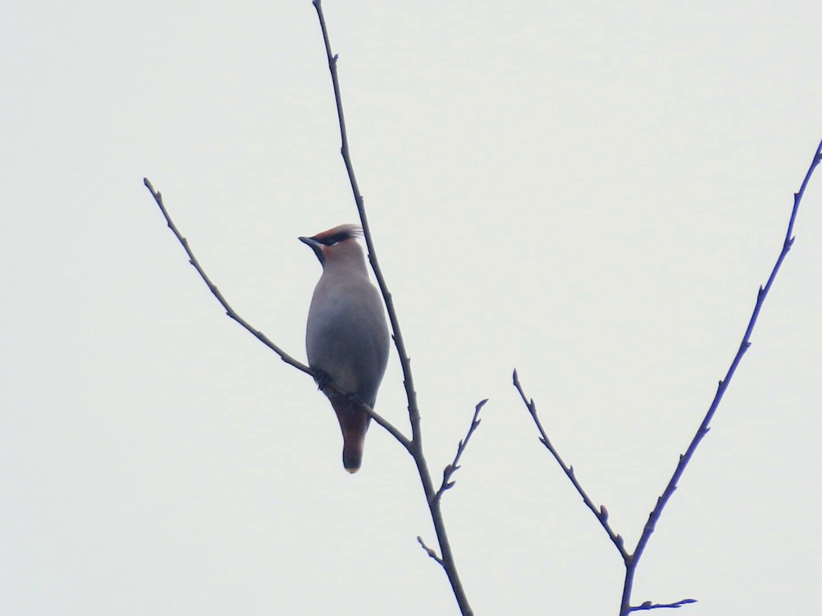 Bohemian Waxwing - ML612753141