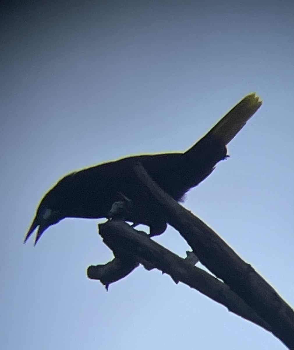 Montezuma Oropendola - ML612753149