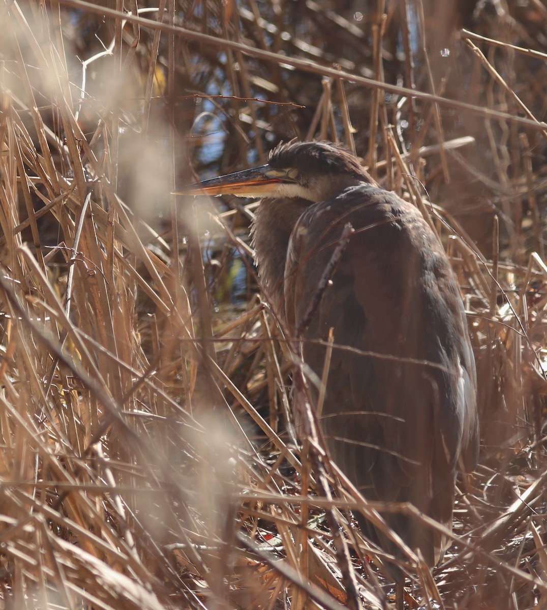 Great Blue Heron - ML612753155