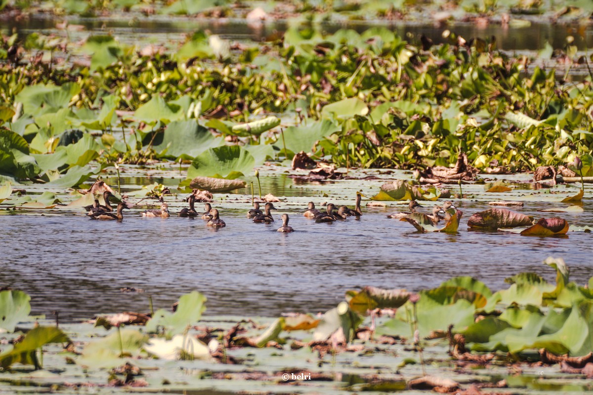 Lesser Whistling-Duck - ML612753183