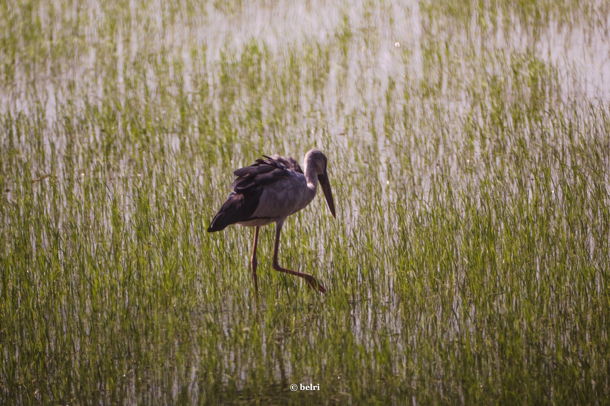 Asian Openbill - ML612753204