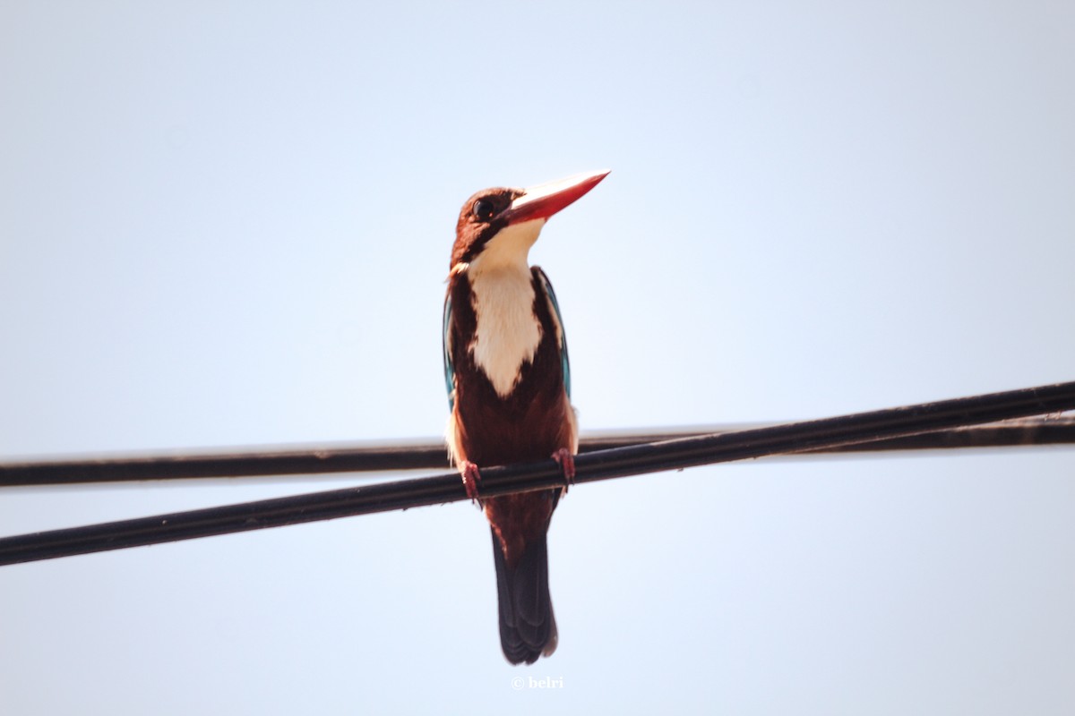 White-throated Kingfisher - ML612753209