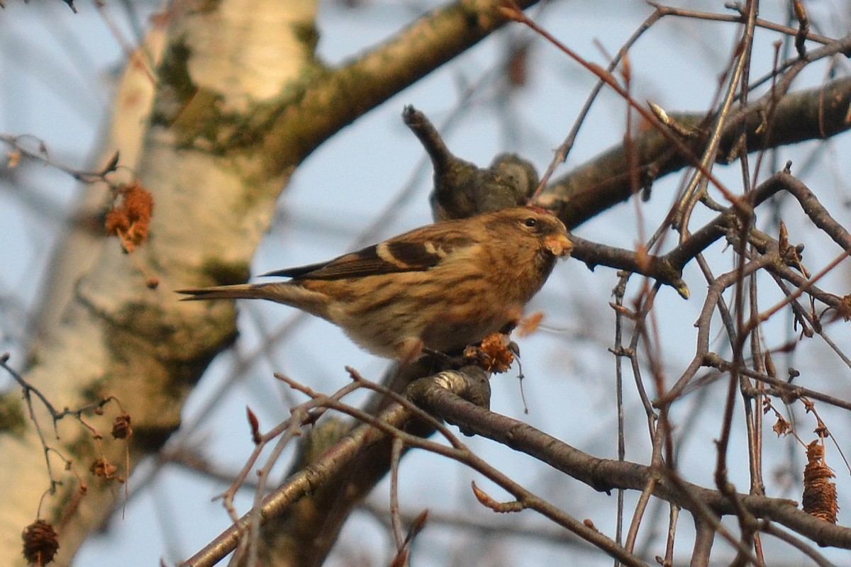 Lesser Redpoll - ML612753224