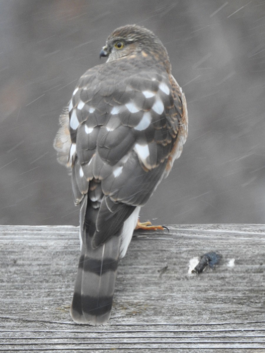 Sharp-shinned Hawk - ML612753251