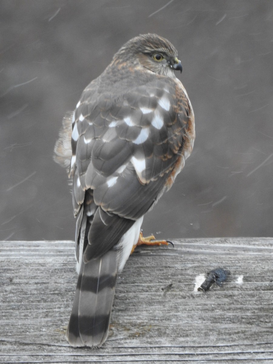 Sharp-shinned Hawk - ML612753253