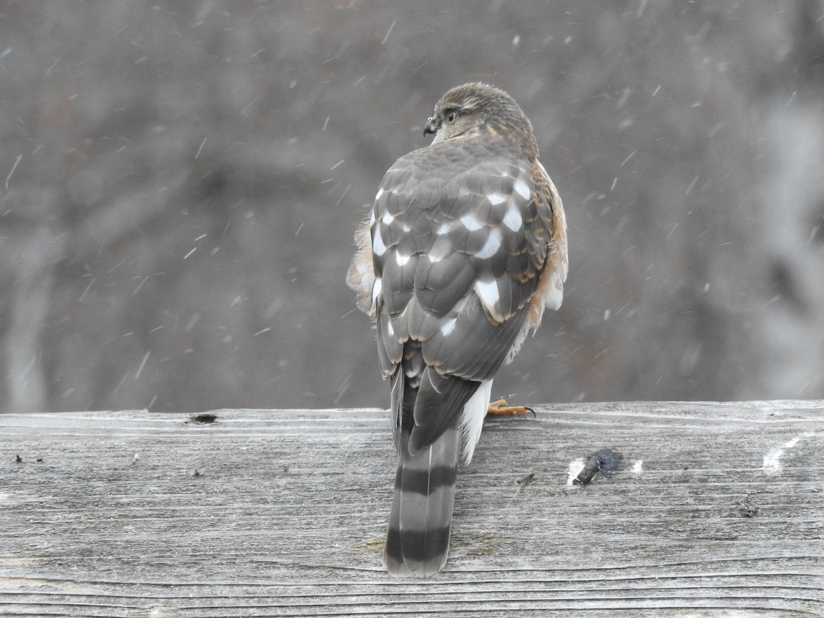 Sharp-shinned Hawk - ML612753255