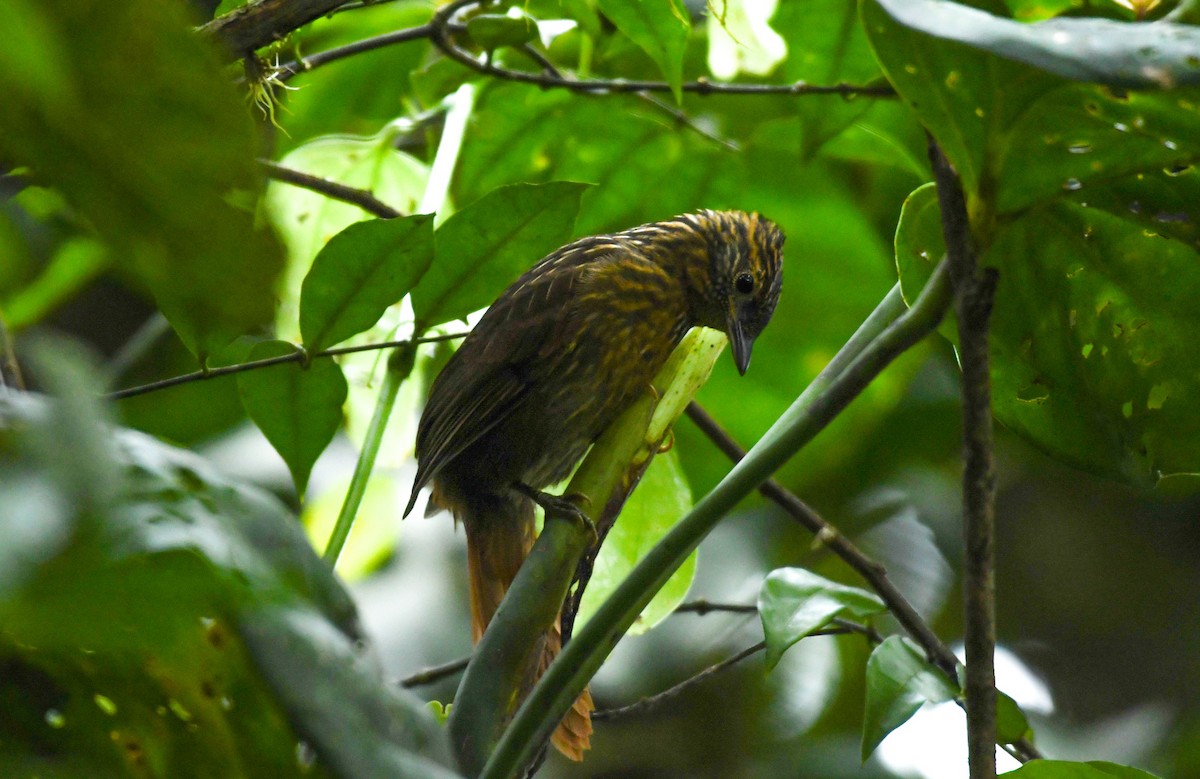 Lineated Foliage-gleaner - ML612753268