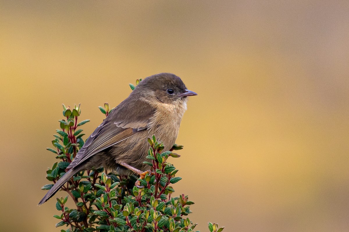 Pardusco - ML612753280