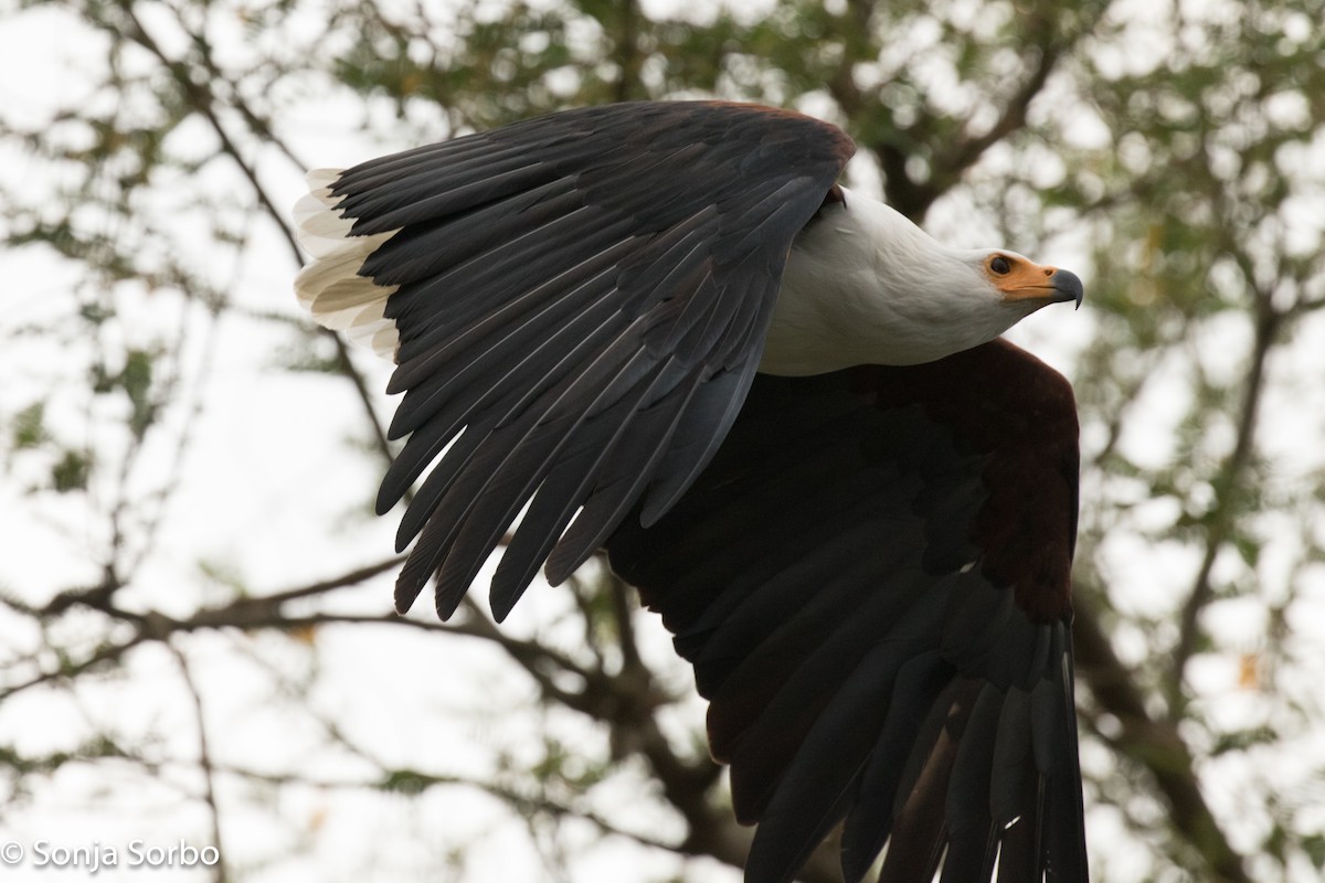 African Fish-Eagle - ML612753287