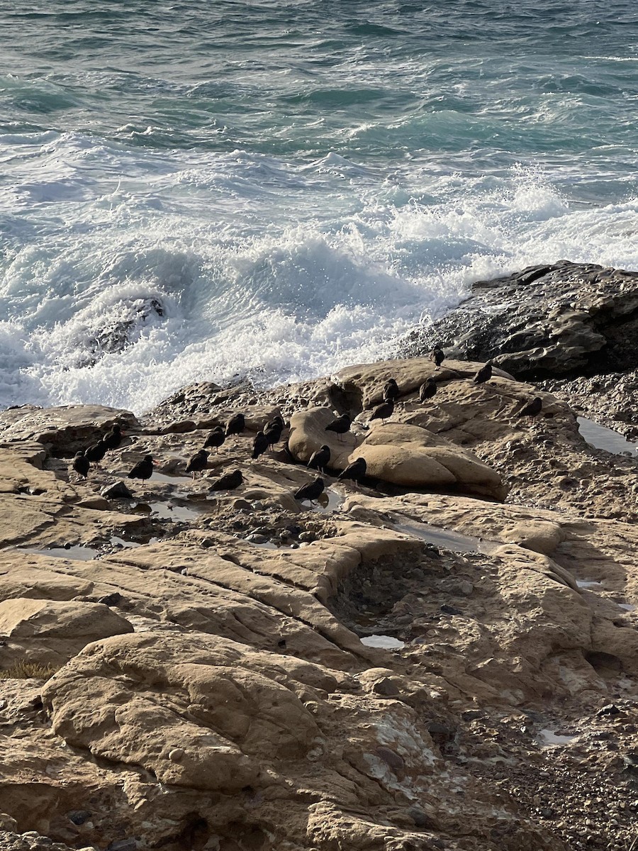 Black Oystercatcher - ML612753327