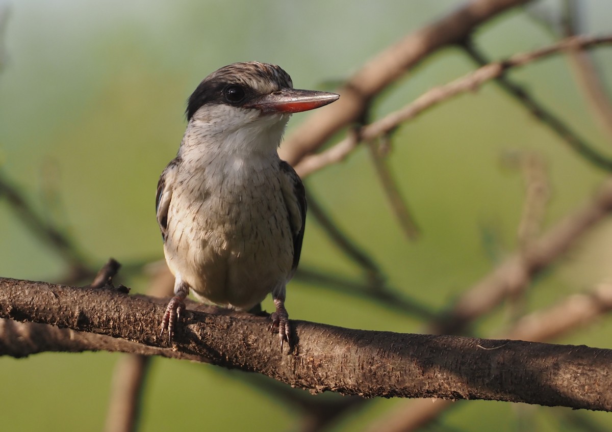 Striped Kingfisher - ML612753328