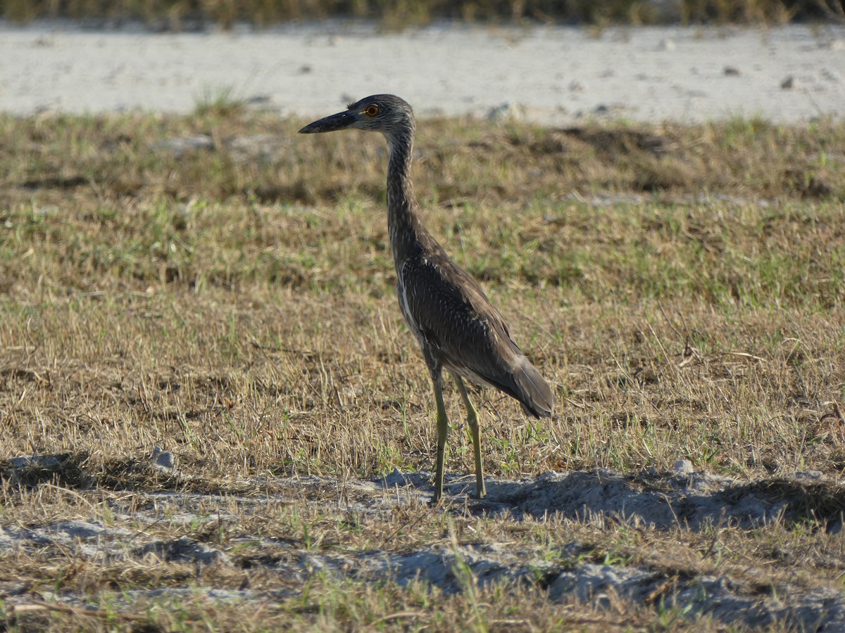 Yellow-crowned Night Heron - ML612753335