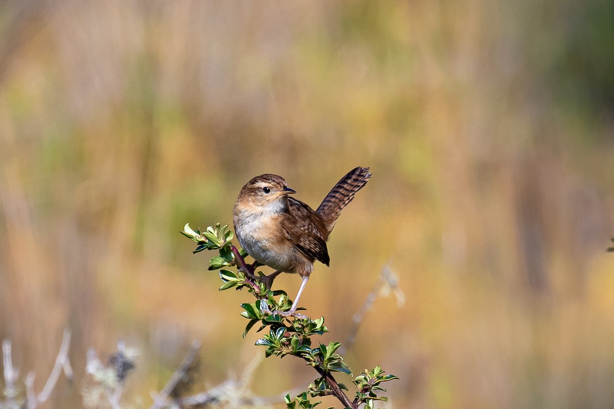 Grass Wren (Paramo) - ML612753364