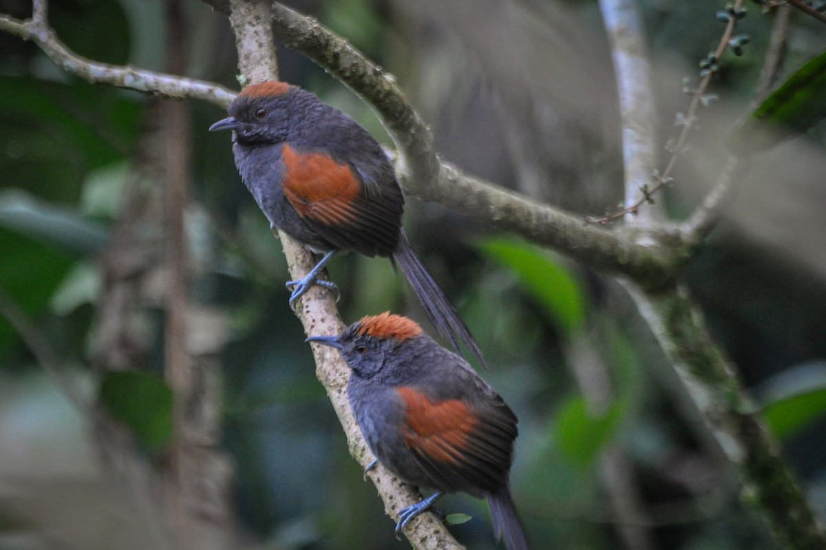 Slaty Spinetail - Agustin Mora