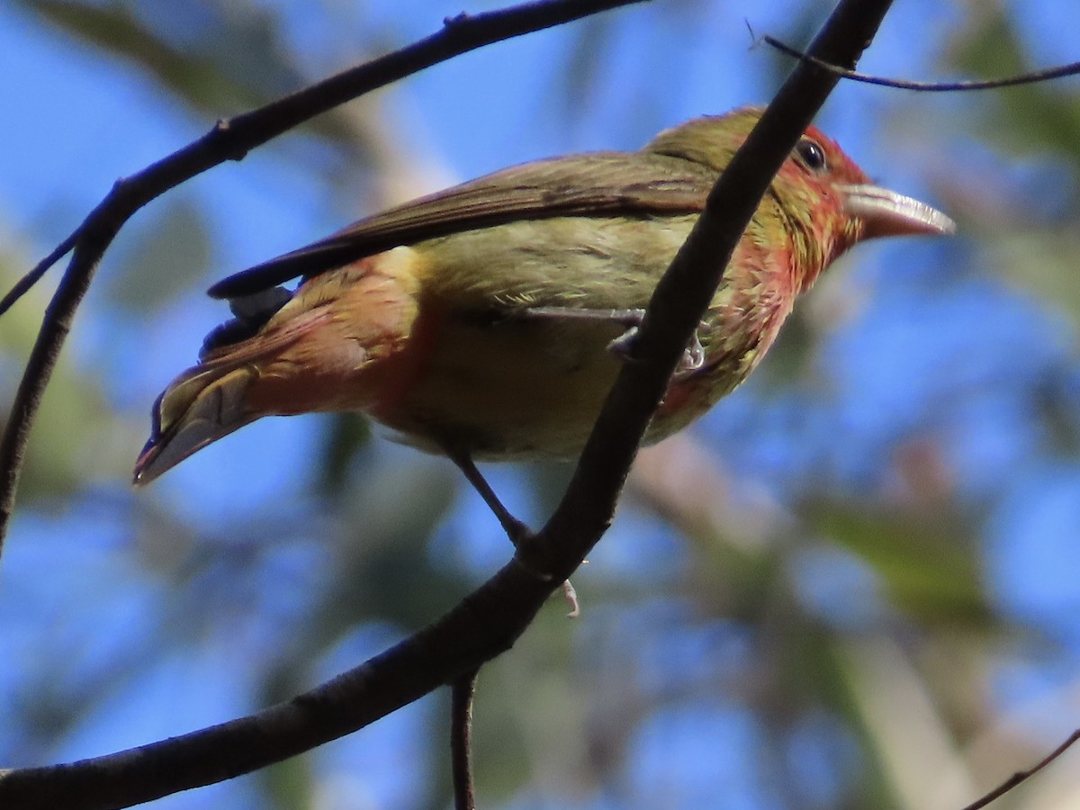 Summer Tanager - ML612753379