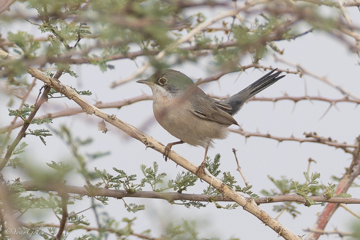 Menetries's Warbler - ML612753387