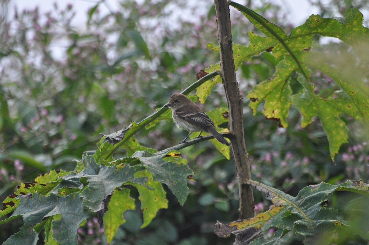 Bran-colored Flycatcher - ML612753414