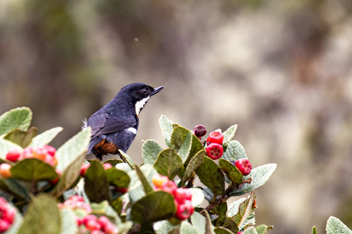 Moustached Flowerpiercer (pectoralis) - ML612753422