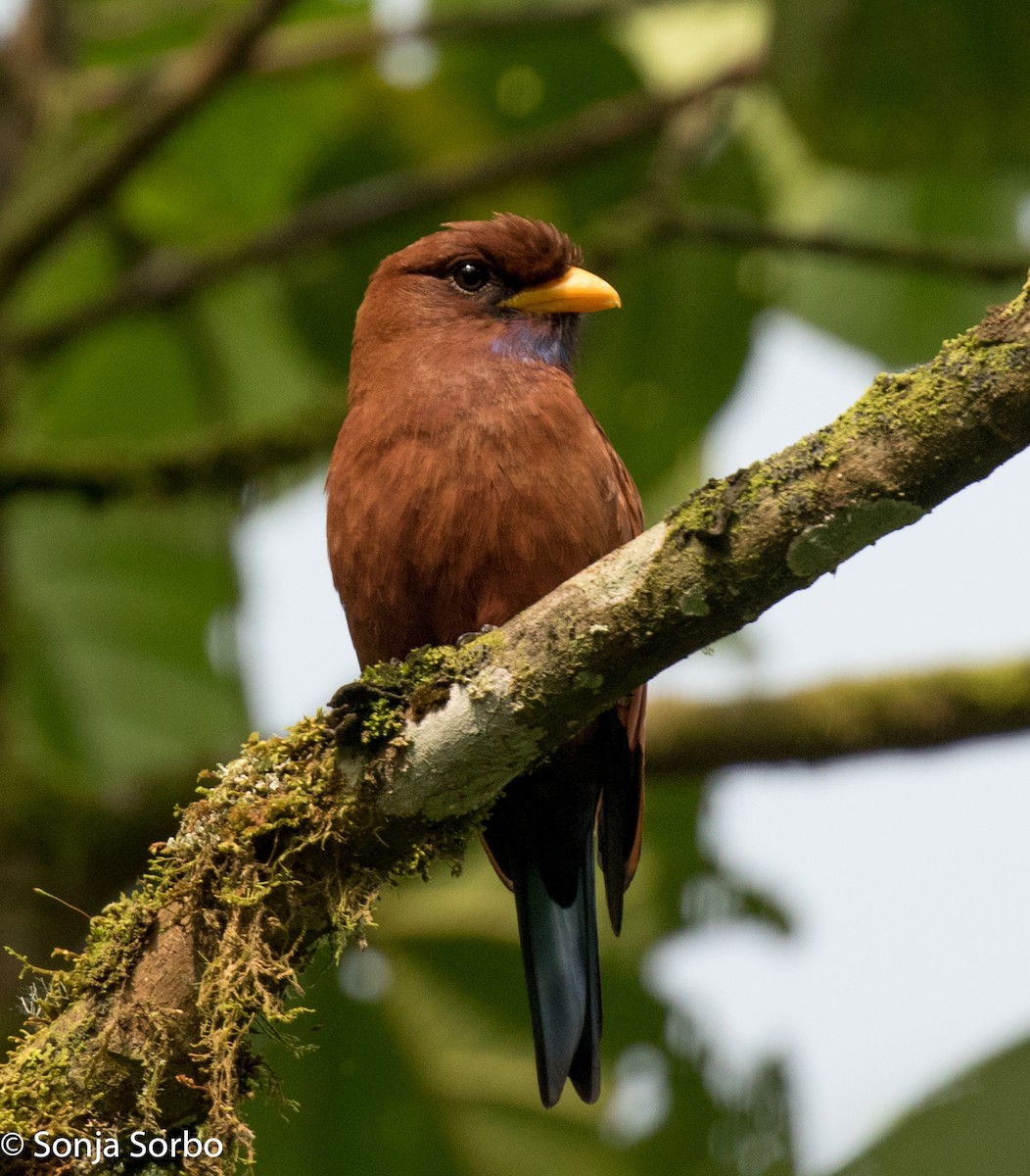 Blue-throated Roller - ML612753497