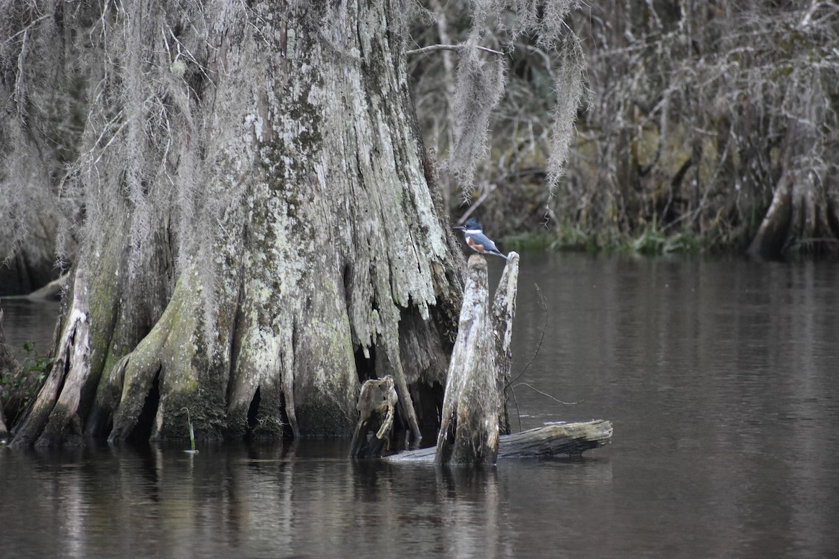 Belted Kingfisher - ML612753498