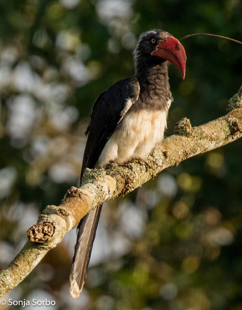 Crowned Hornbill - ML612753508