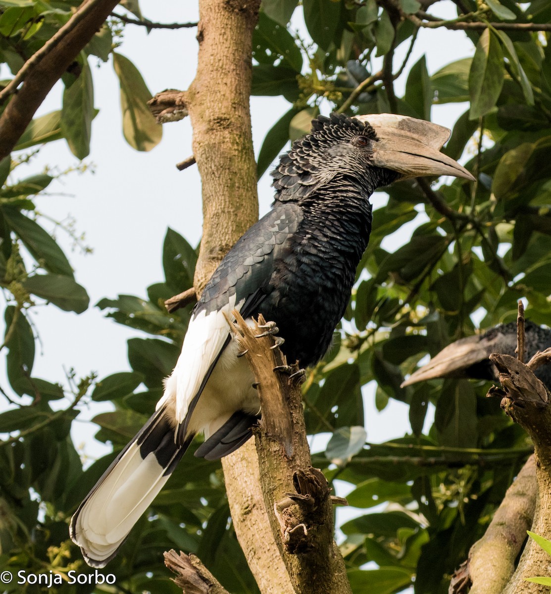 Black-and-white-casqued Hornbill - ML612753521