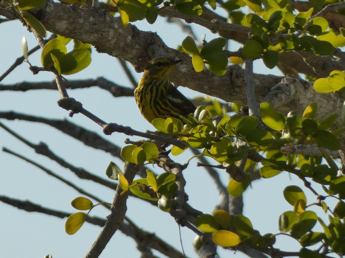 Cape May Warbler - ML612753564