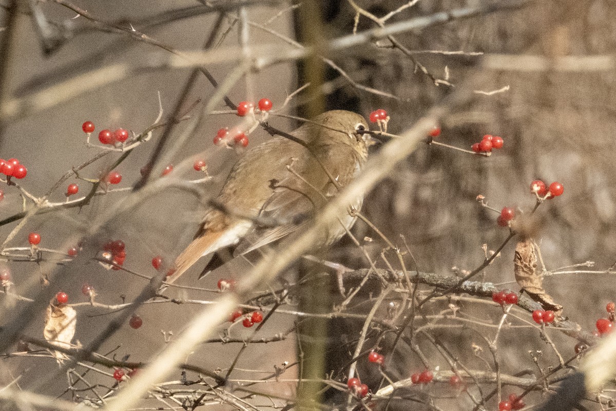 Hermit Thrush - ML612753570