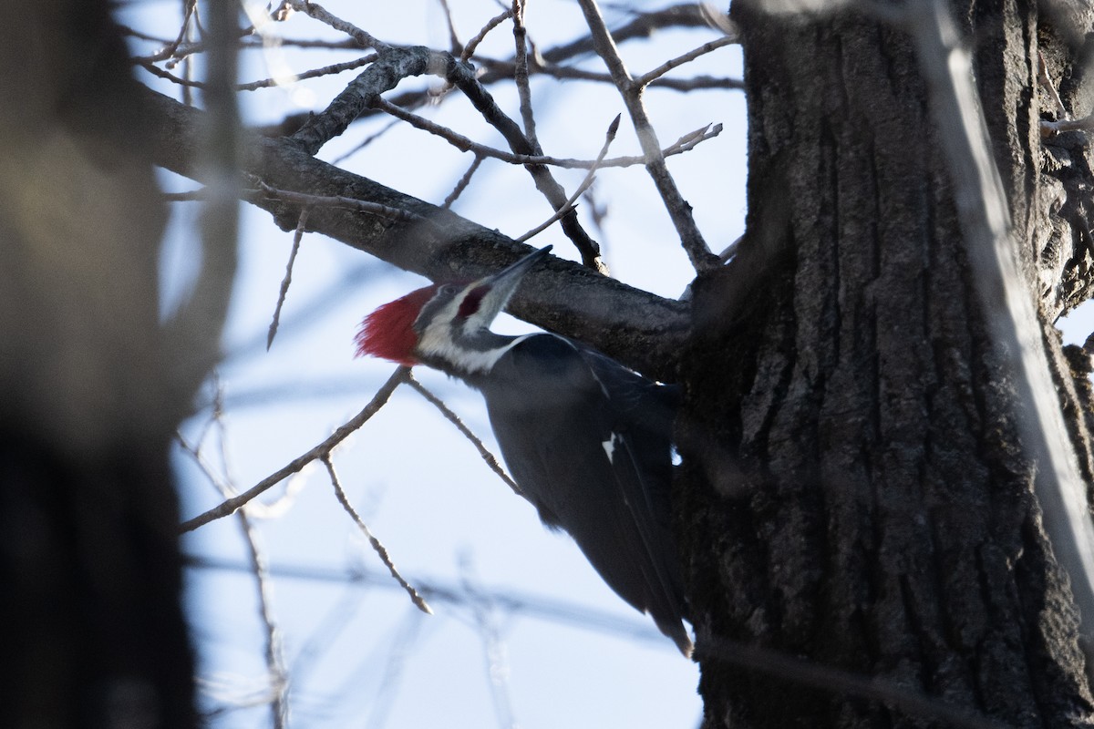 Pileated Woodpecker - Anonymous