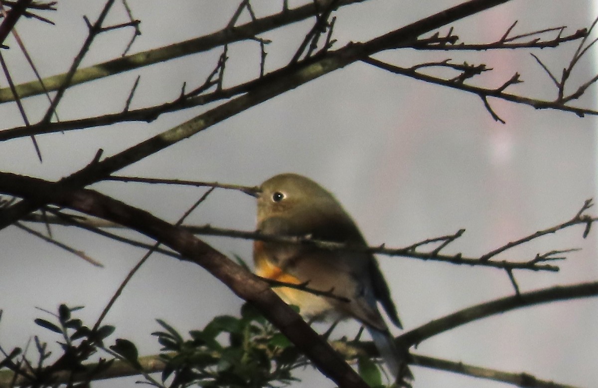 Red-flanked Bluetail - Peter Osenton