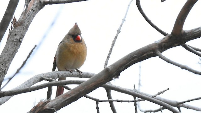 Cardinal rouge - ML612753654