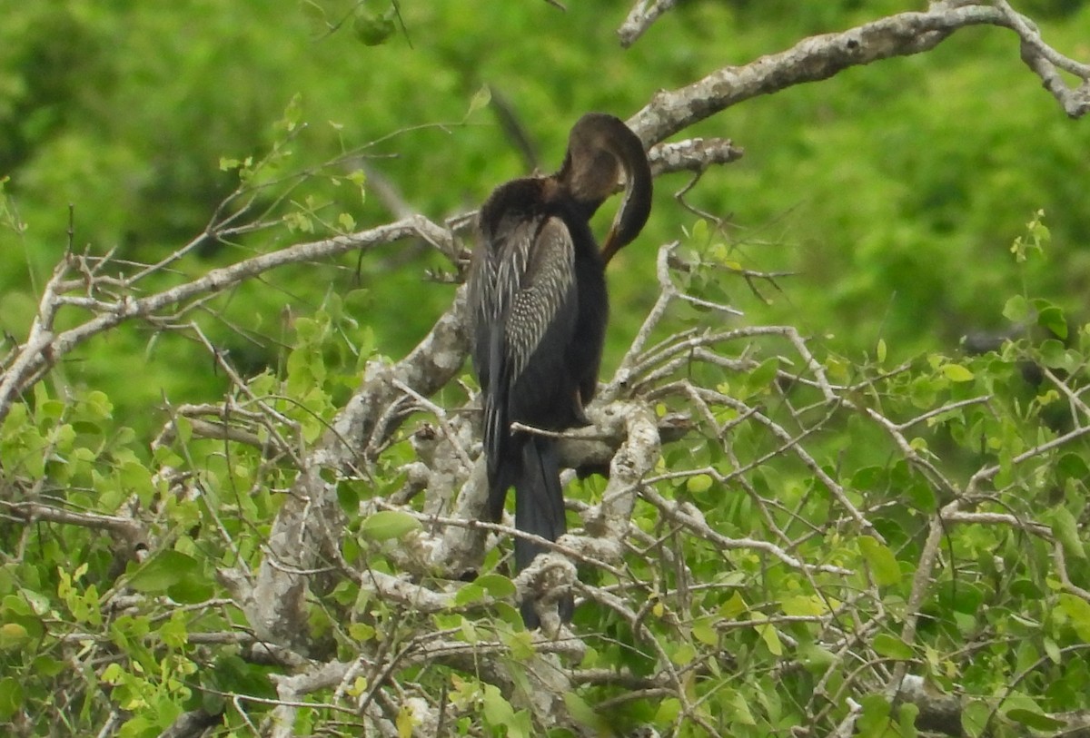 Anhinga roux - ML612753787