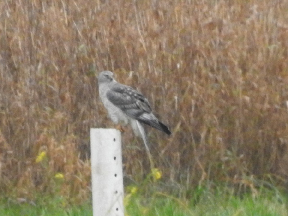 Northern Harrier - ML612753861