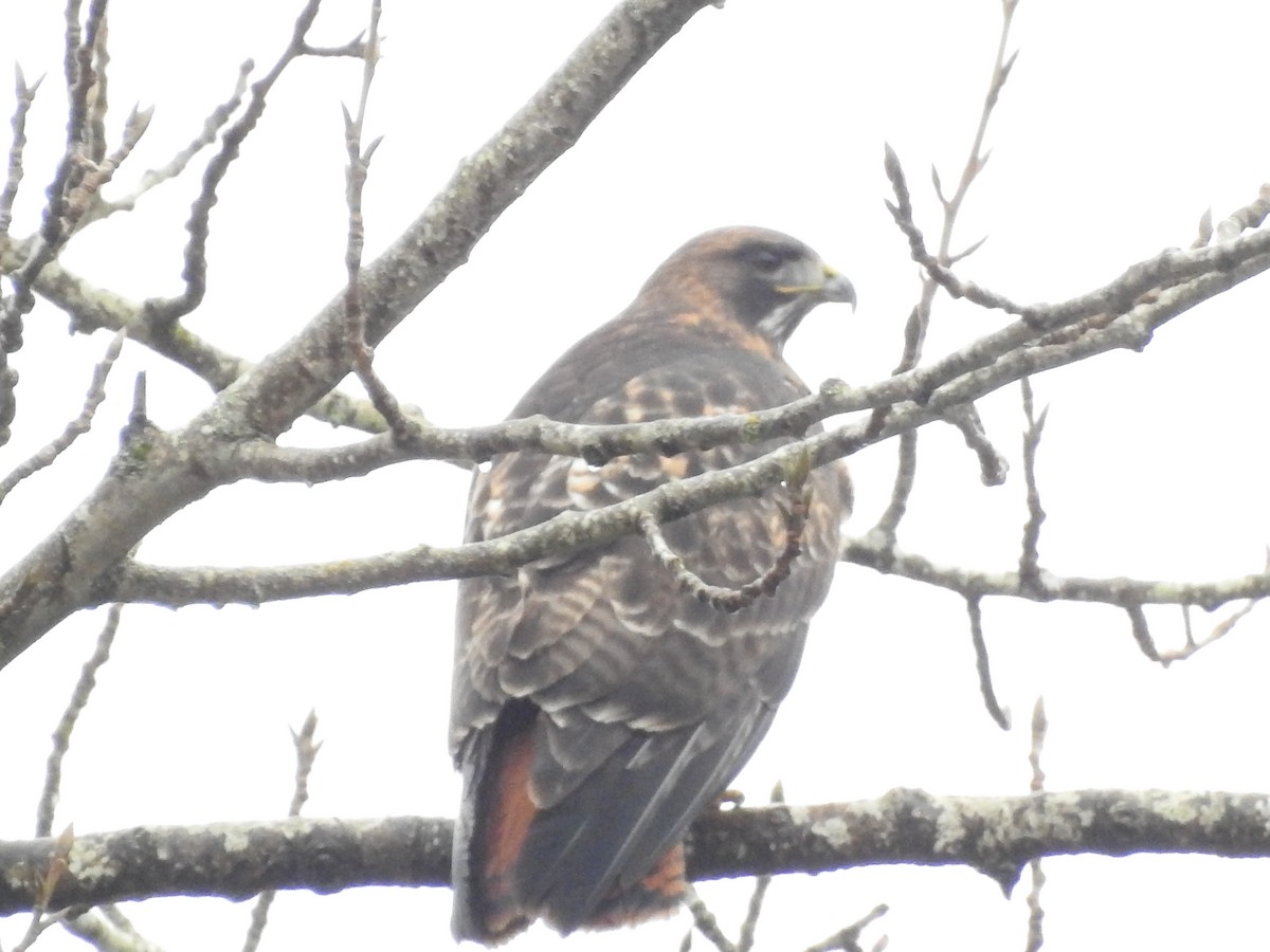 Red-tailed Hawk - ML612753892